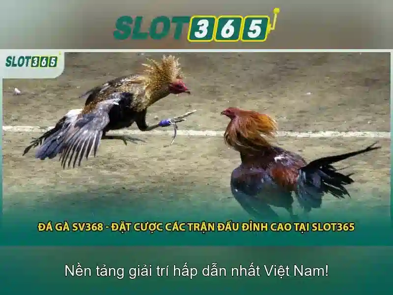 trải nghiệm giải trí đa dạng